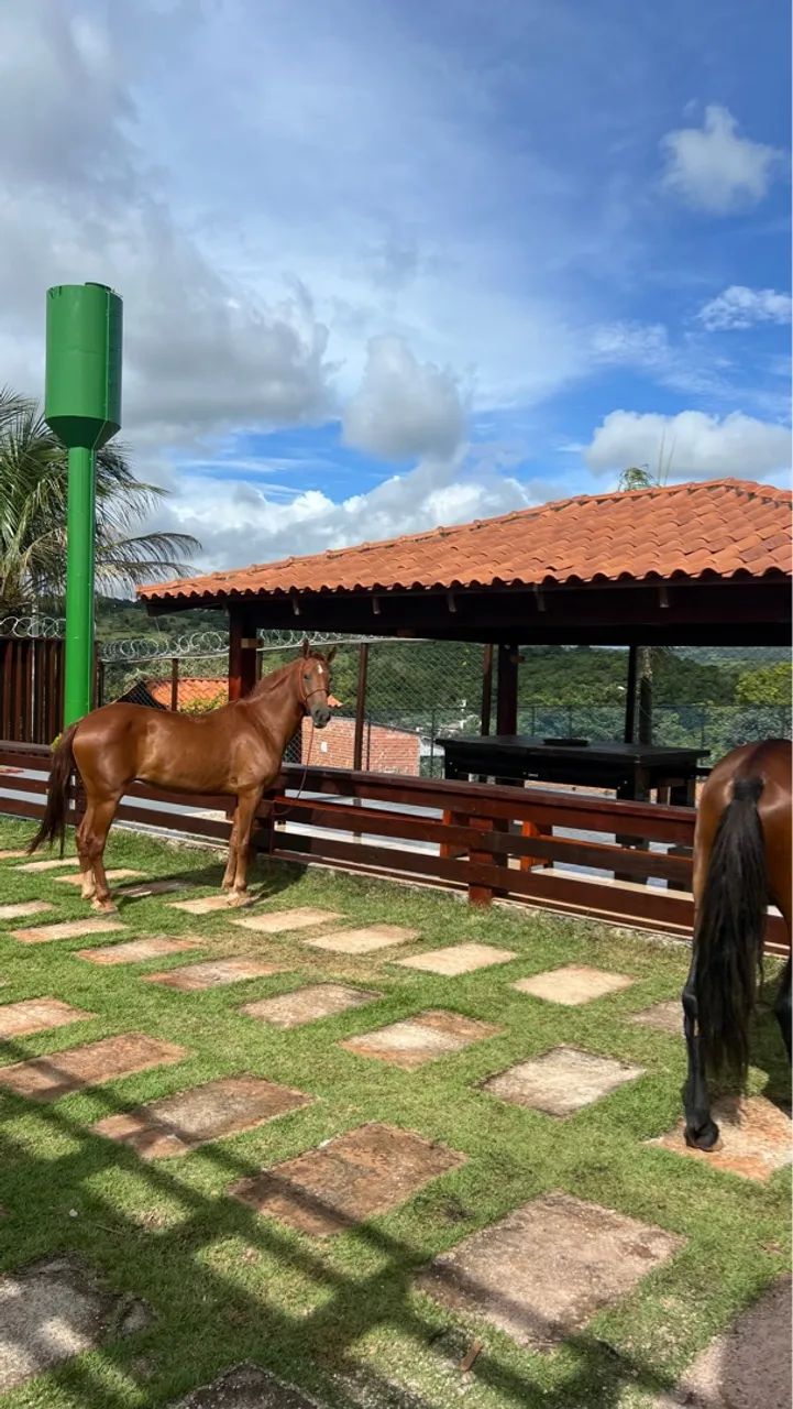 Vendo ou troco manga larga macha batida  - Foto 2