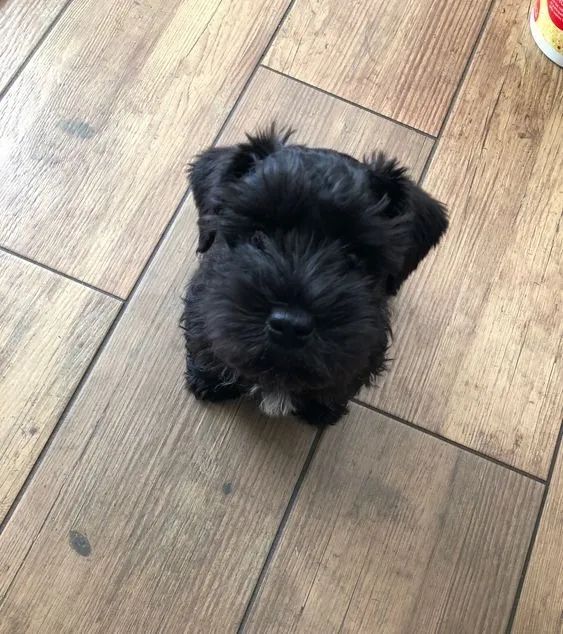 Schnauzer Filhotes - Foto 2