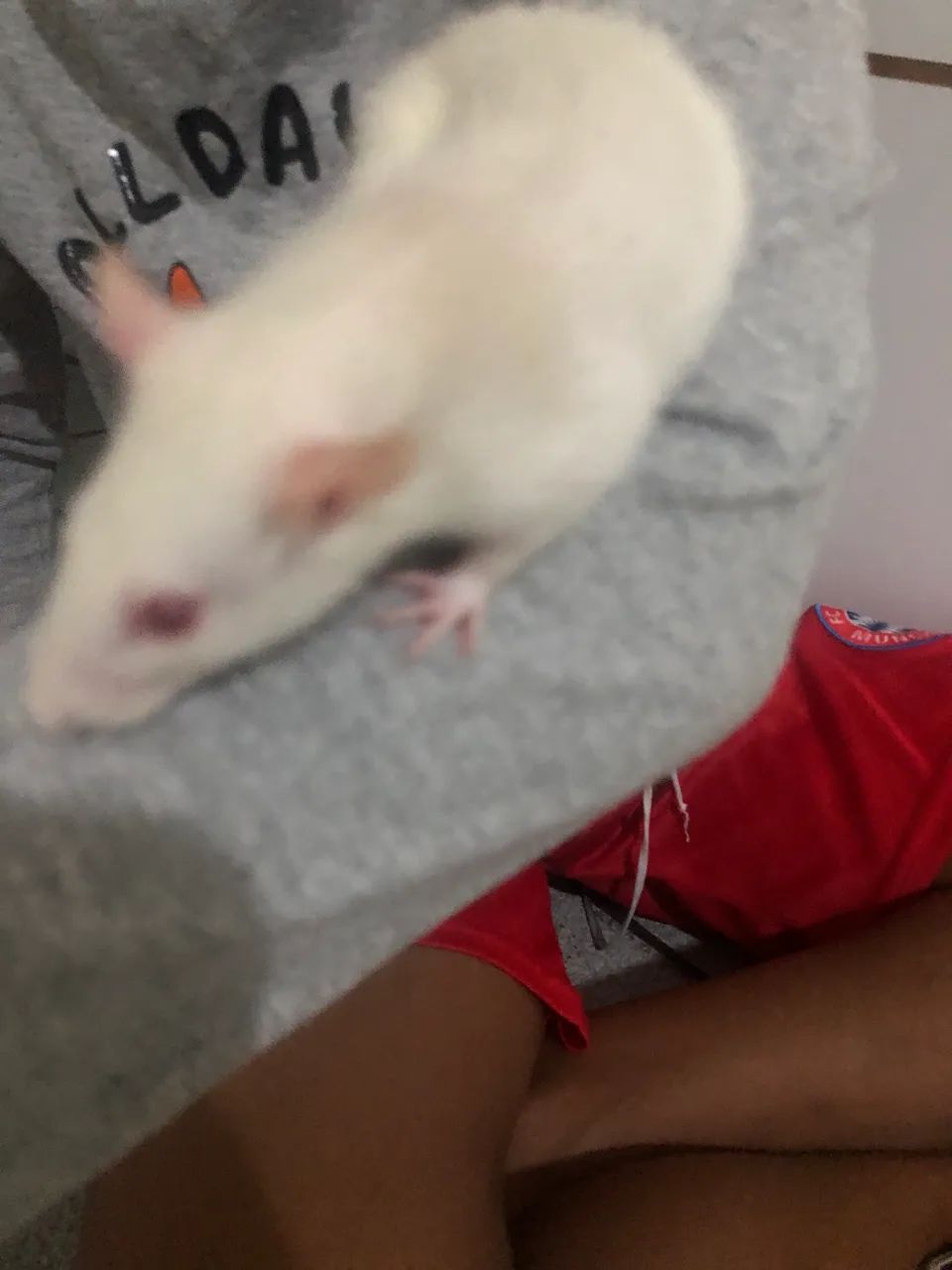 Rato Twister  - Foto 2
