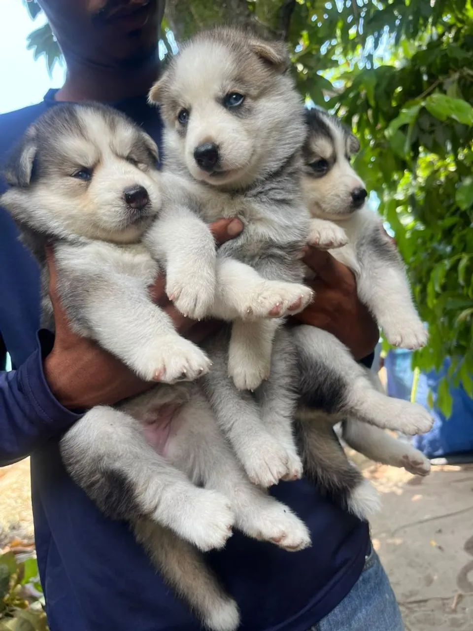 Husky siberiano - Foto 2