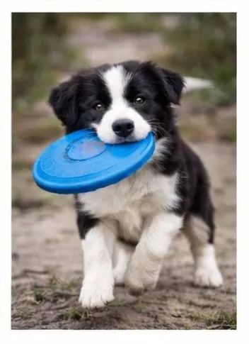 Border collie inteligencia e energia 