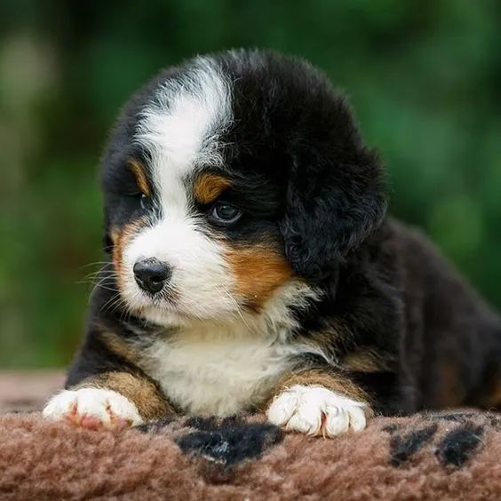 Bernese Mountain
