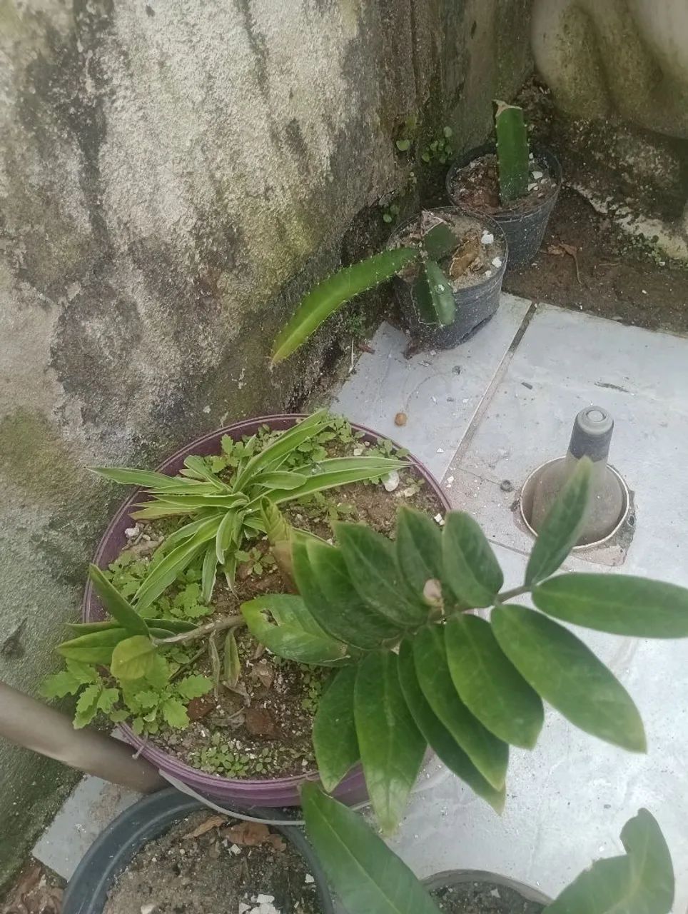 Vendo mudas de plantas 