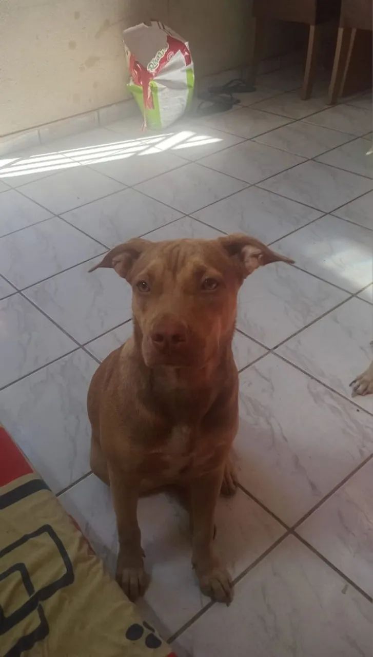 Pitbull puro  - Foto 2