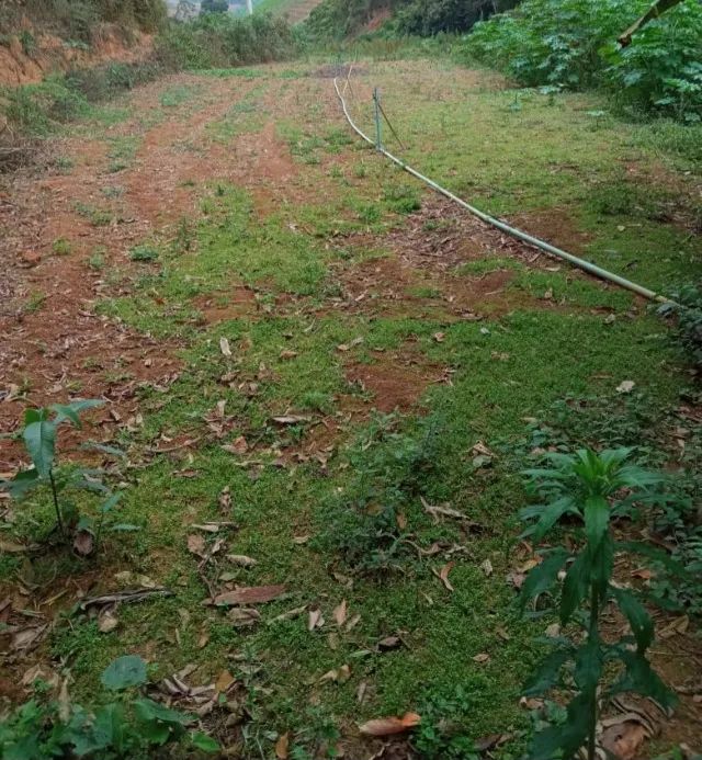 Sitio Grande área plana em Rio possmoser - Foto 2