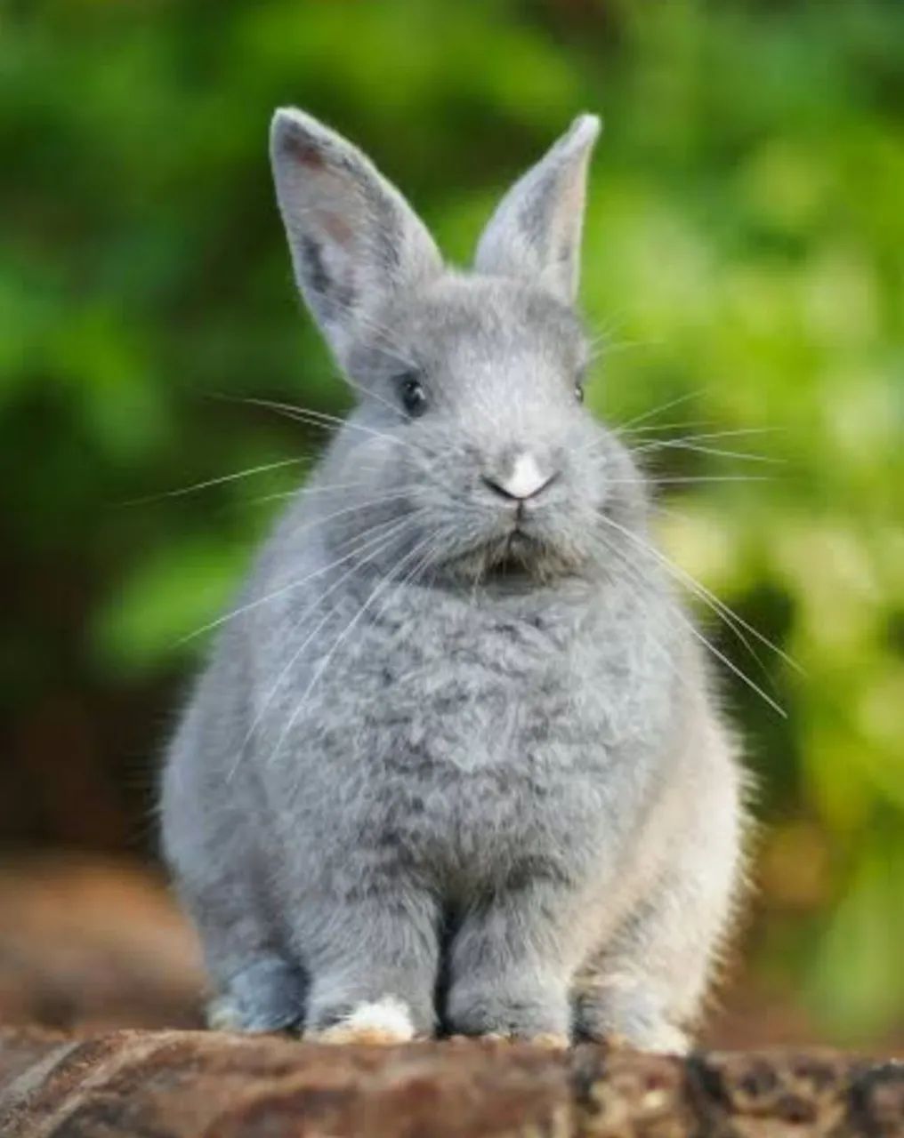 Filhote de Coelho  - Foto 2