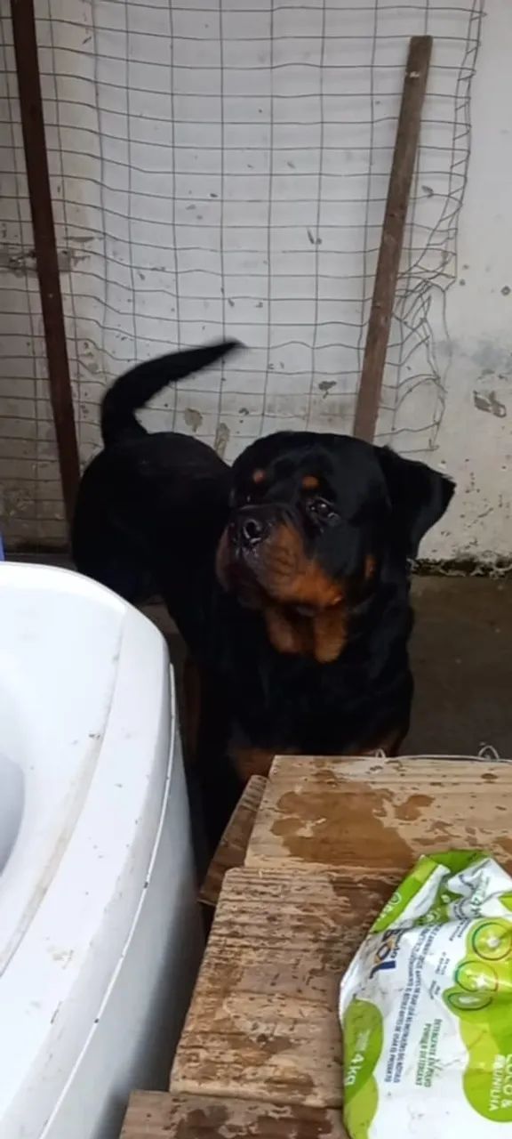 Adoção - Rotweiller
