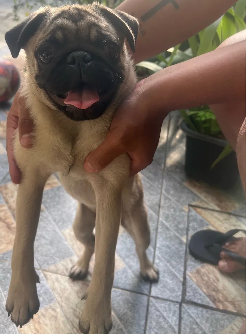 Pug fêmea  - Foto 4
