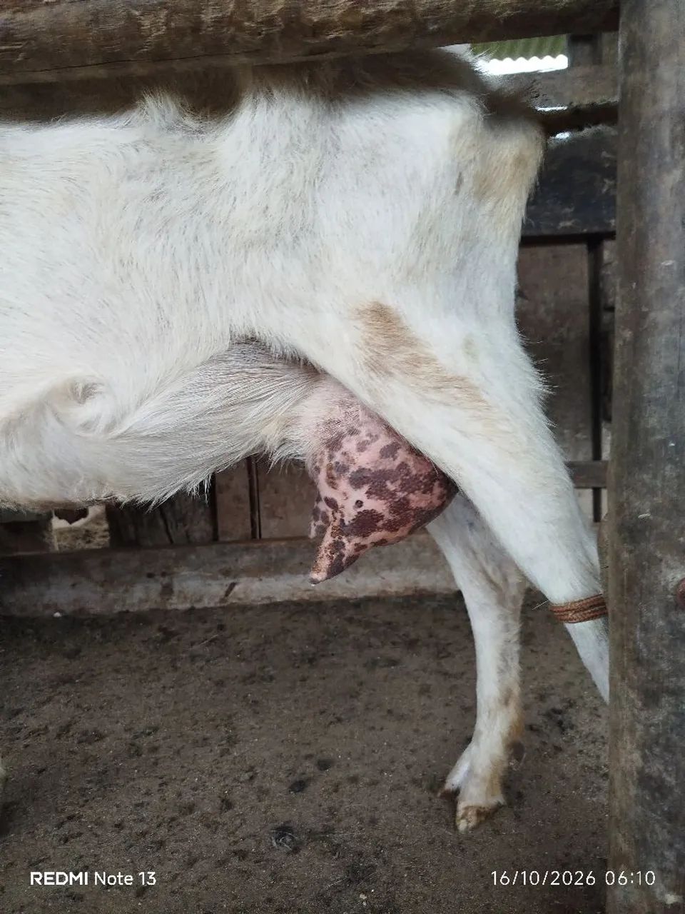 Cabras leiteiras  - Foto 2
