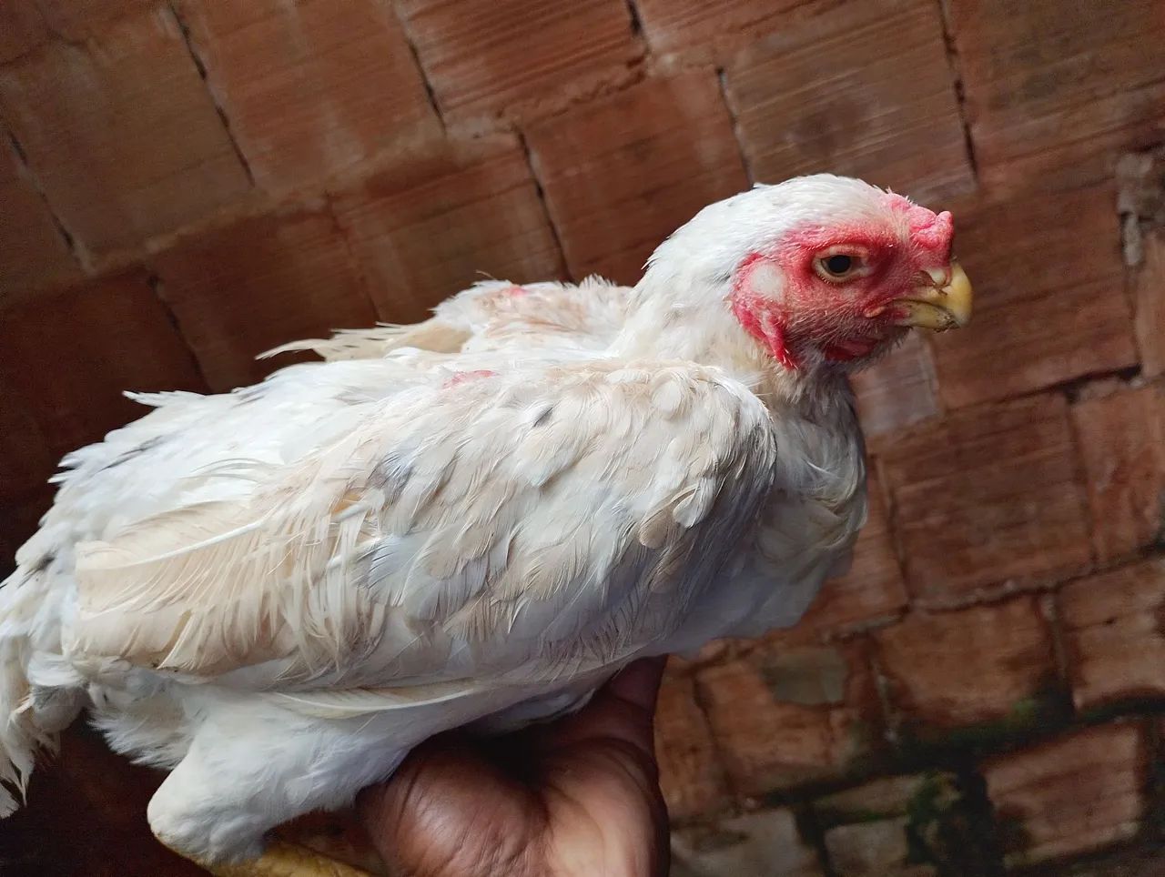 Vendo galinha bico curto  - Foto 4