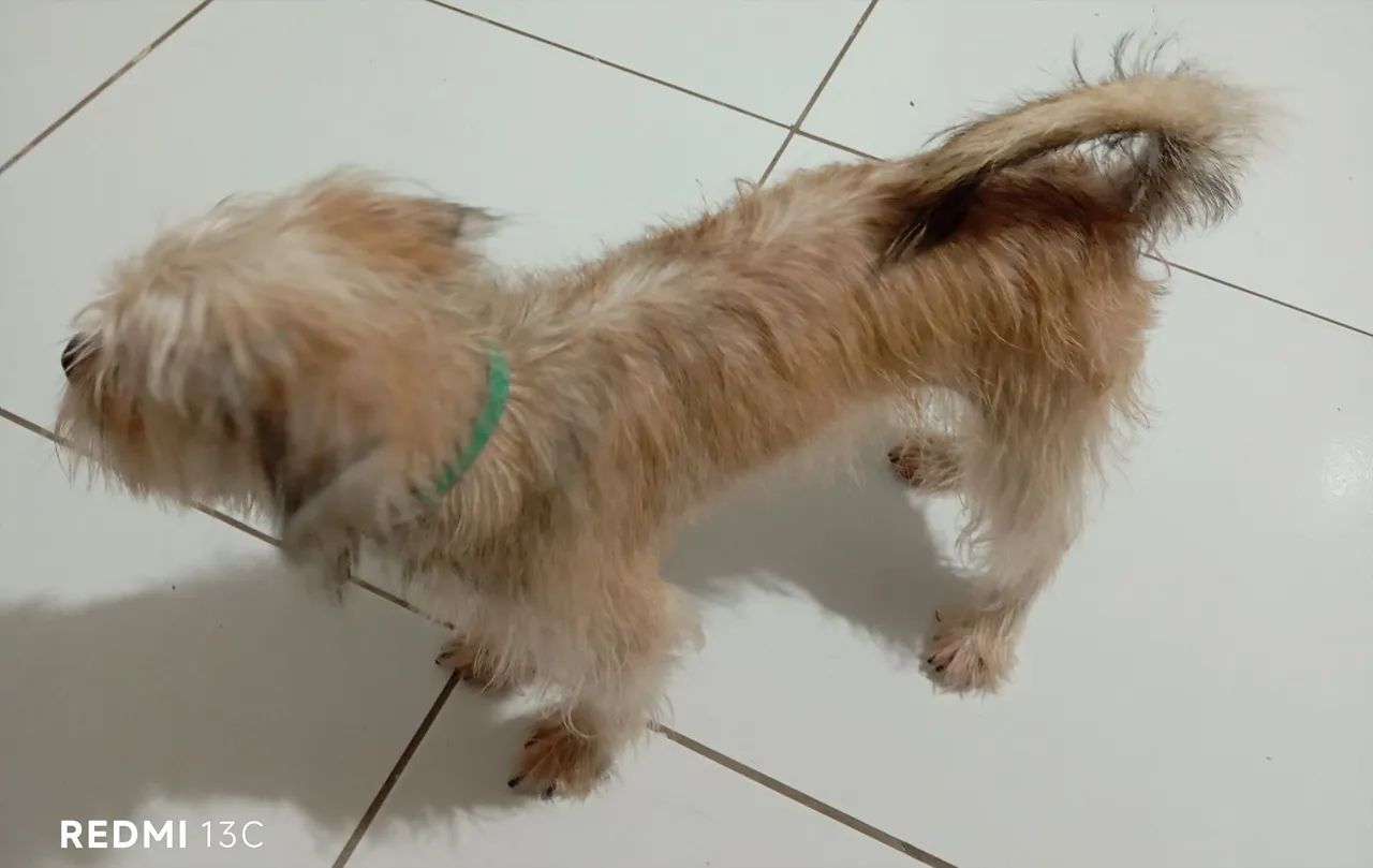 Cachorro  - Foto 3