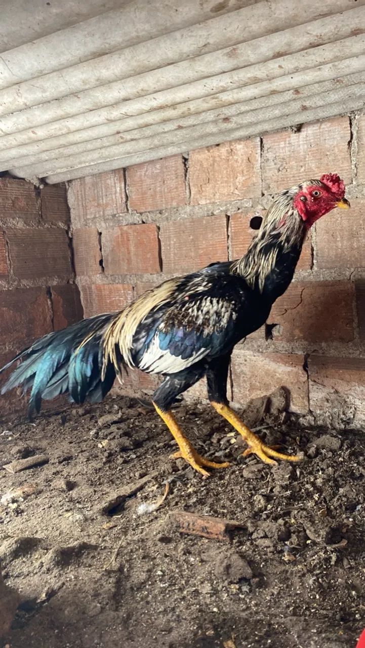 Frango de raça 