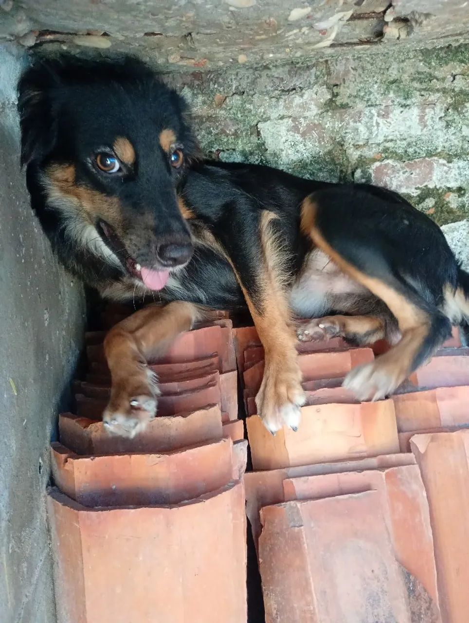Casal de Cães para Doação  - Foto 4