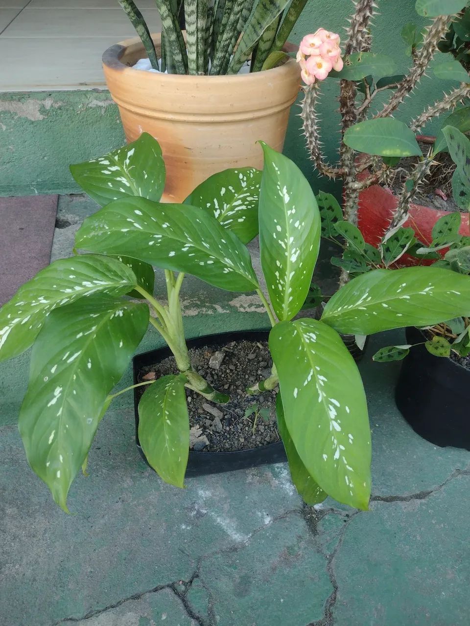 Plantas de sol - Foto 2