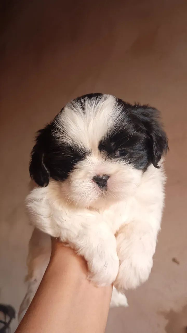 Pet - Foto 3