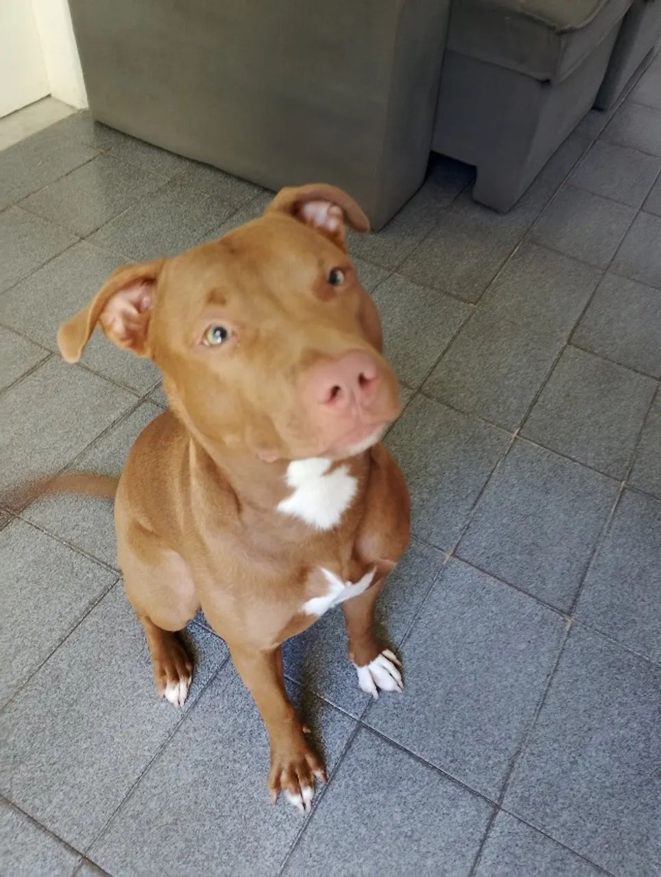 Cadela - Foto 4