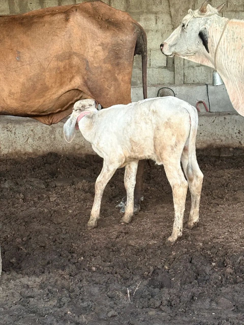 Bezerra mansa a venda  - Foto 2
