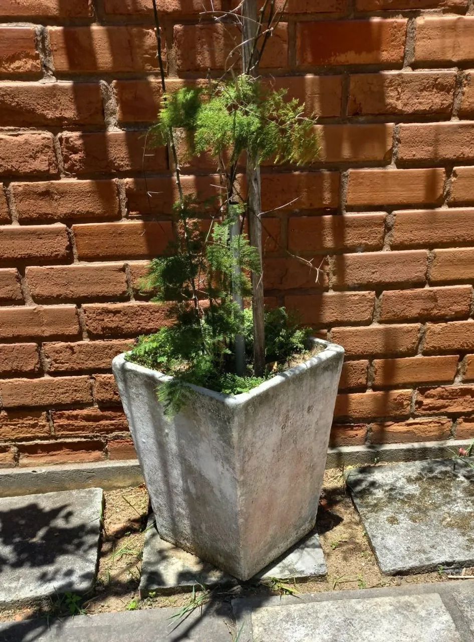 Vasos 10+ com plantas etc - Foto 5
