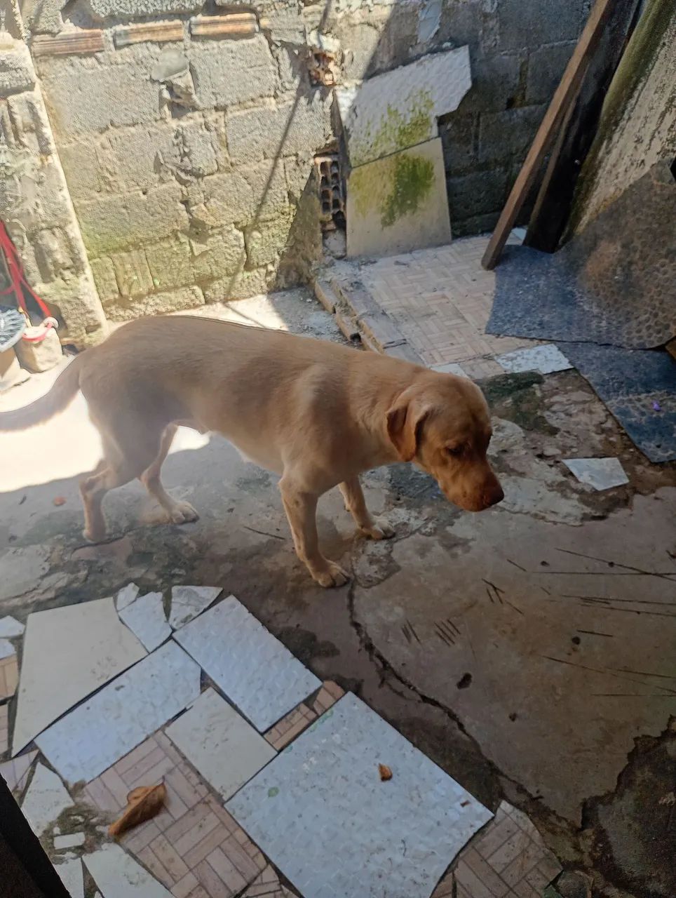 Doação de um labrador