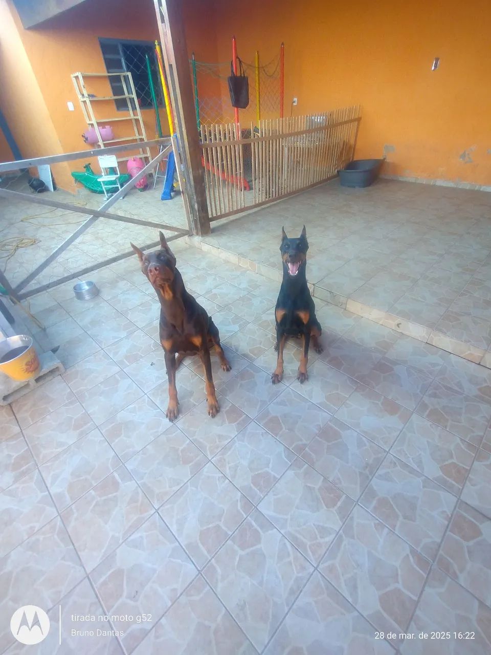 Filhotes de dobermann  - Foto 3