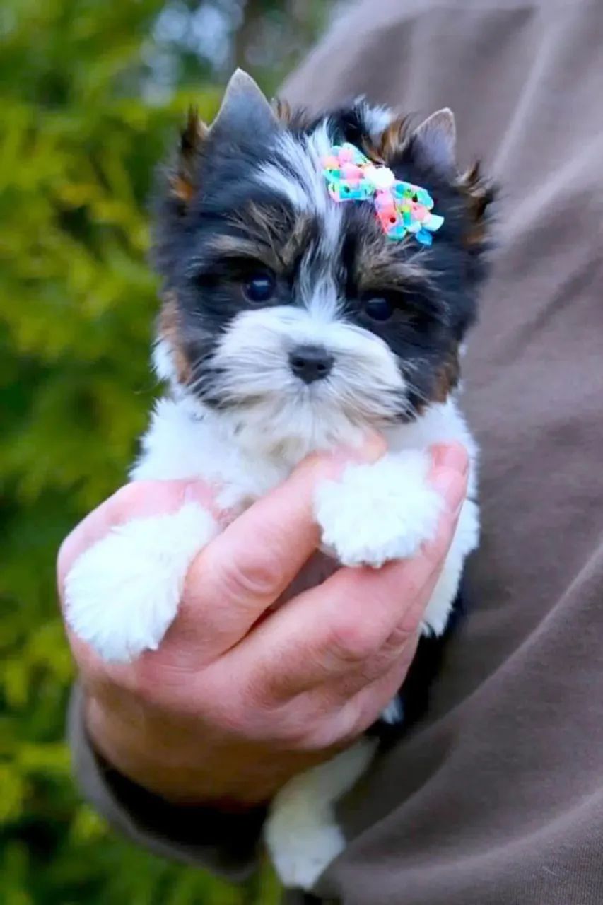 biewer  ideal para quem ama pets