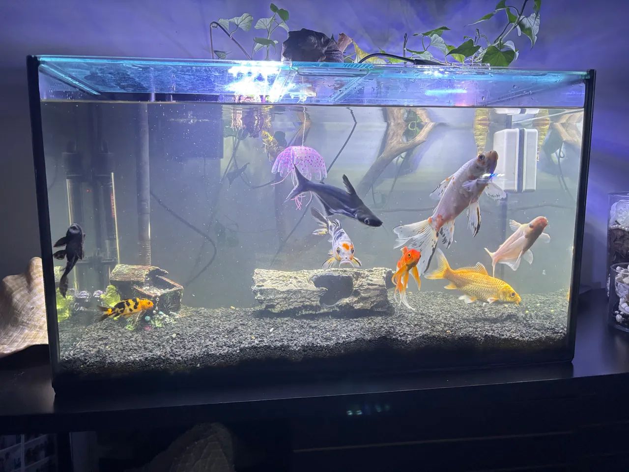 Aquário 80L - Foto 5