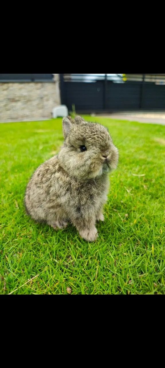 Coelhos anão de Netherland 