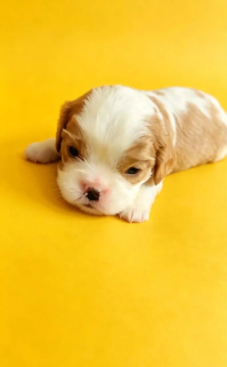 Cavalier king 