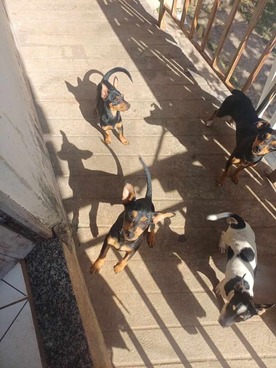 Filhotes para doação - Foto 3