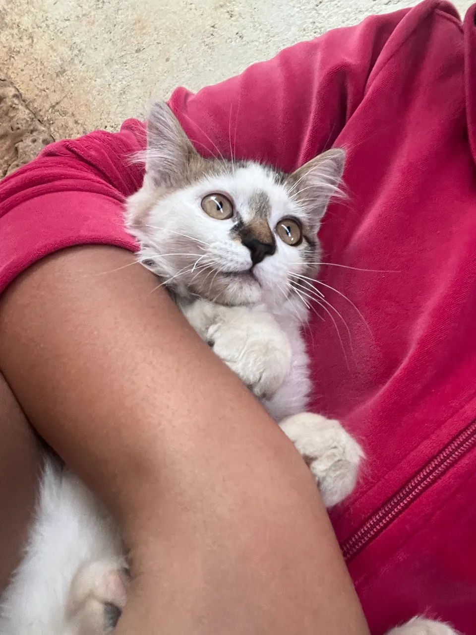 Doa-se gato - Foto 2