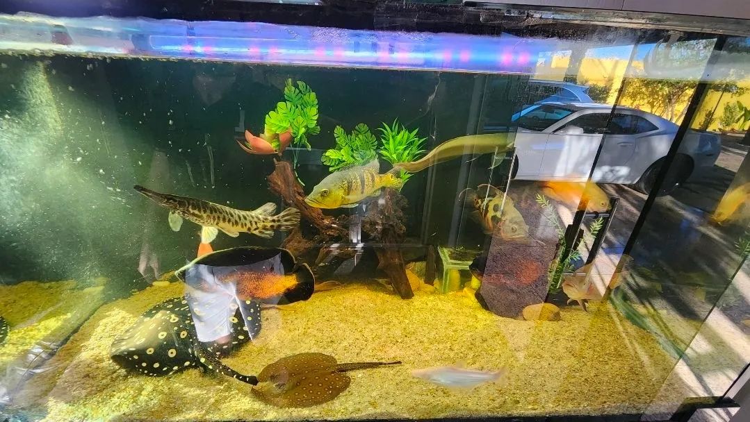Aquário 900 litros com móvel - Foto 2