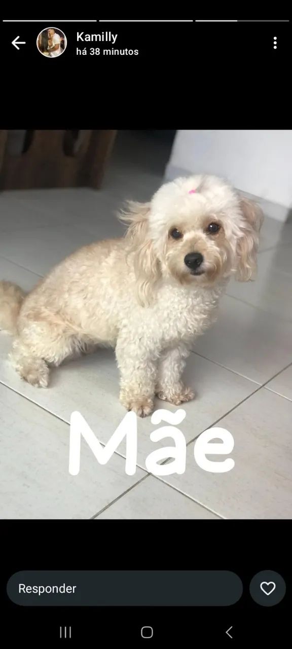 Filhote de Poodle  - Foto 5