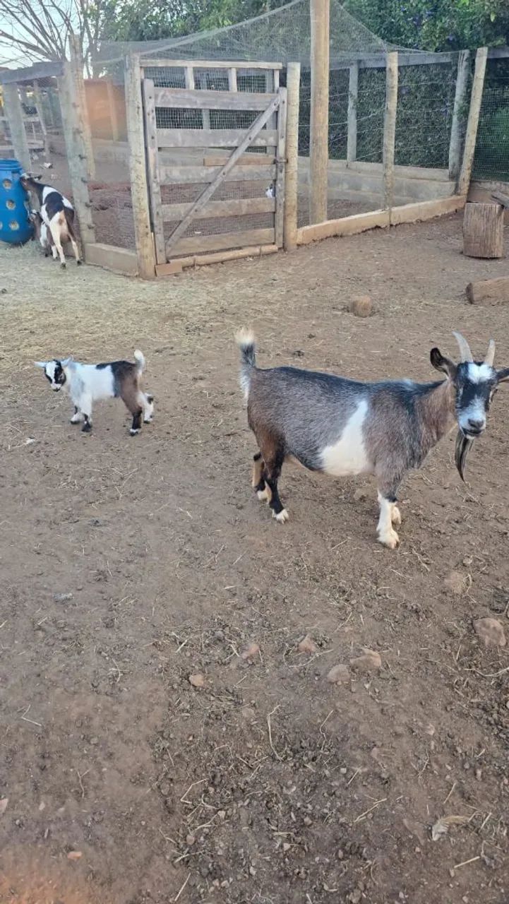 Mini Cabra/ Mini bode