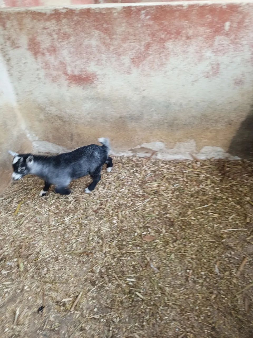 Mini cabritinho  valor 1.250,00 - Foto 5