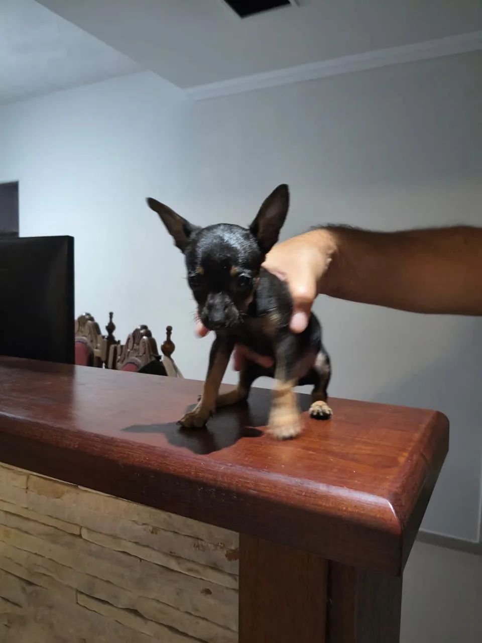 Pinscher 