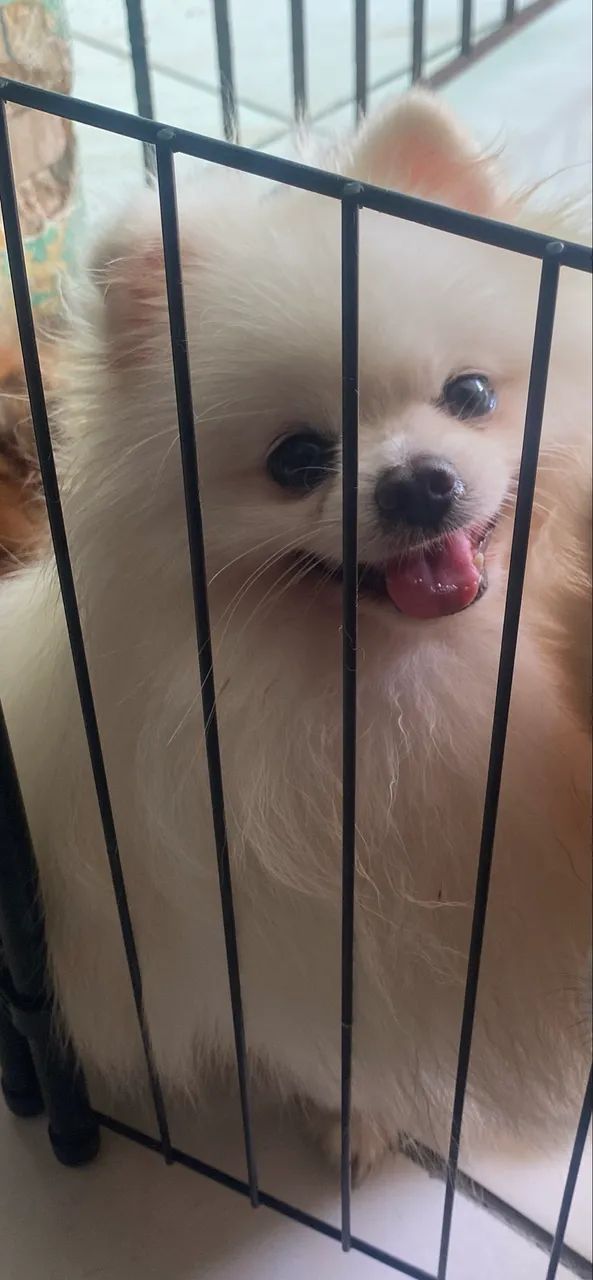 Spitz alemão (Lulu) cobertura  - Foto 2