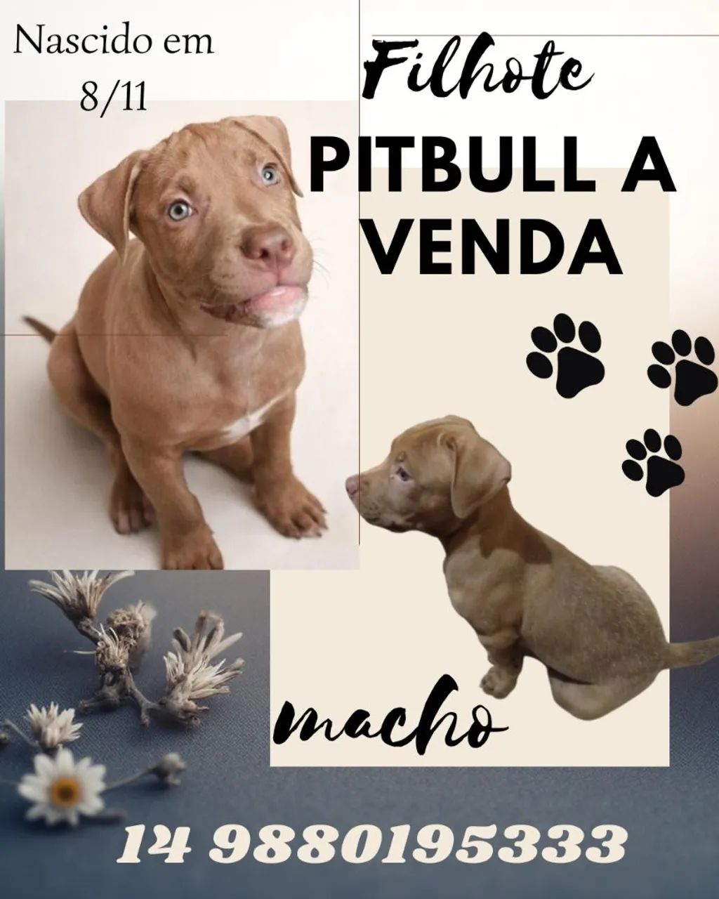 Filhotes Pitbull a venda  - Foto 3