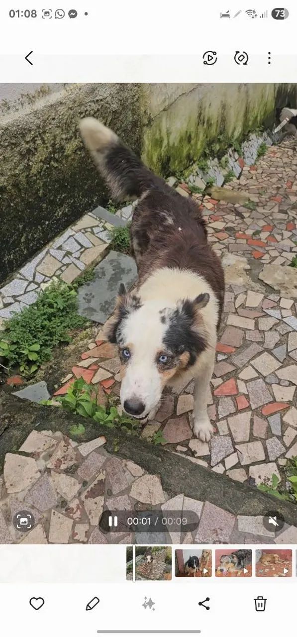 Border Collie Adoção 