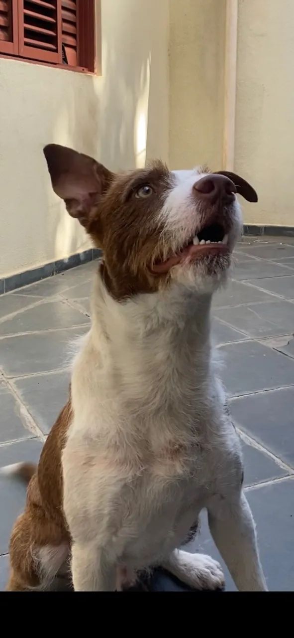 Doação cachorro macho castrado