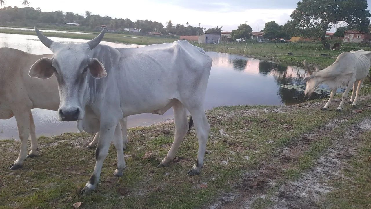 VENDO VACA NELORE PRIMEIRA CRIA - Foto 2