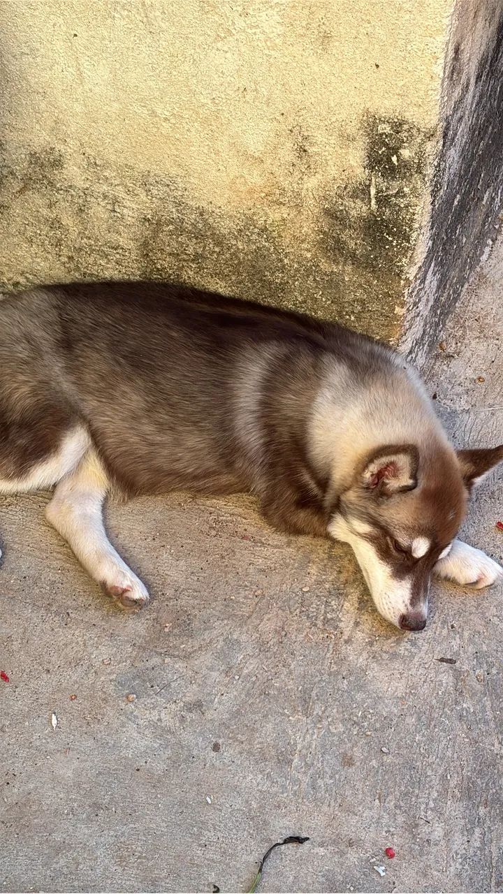 Husky  - Foto 2