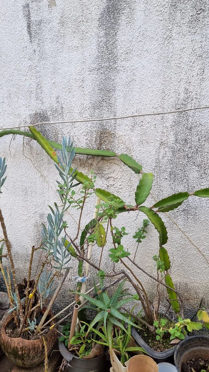 Pé de Pitaya