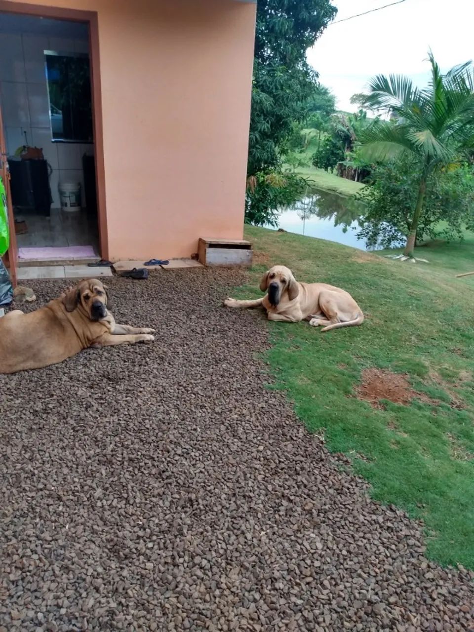 fila brasileiro - Foto 2