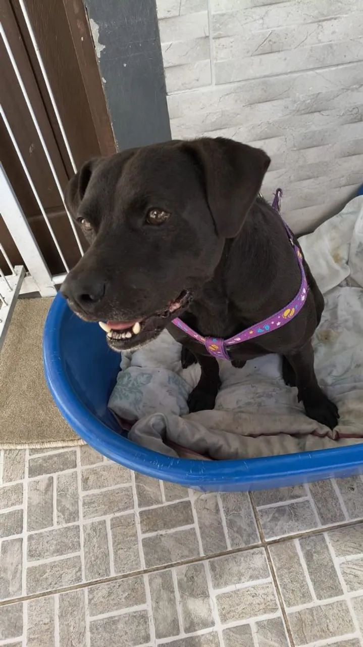 Adoção cachorro - Feijão  - Foto 2