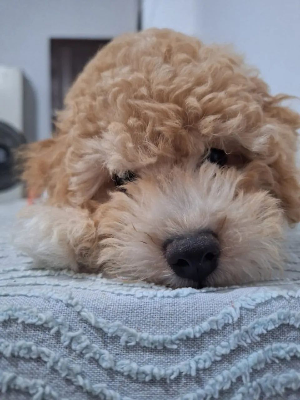 Filhote de Poodle 