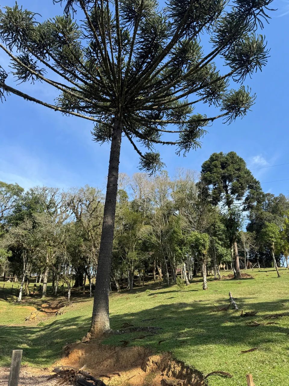 Terreno na Serra - Foto 4