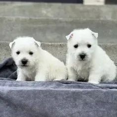 West Terrier Filhote Com Excelente Temperamento
