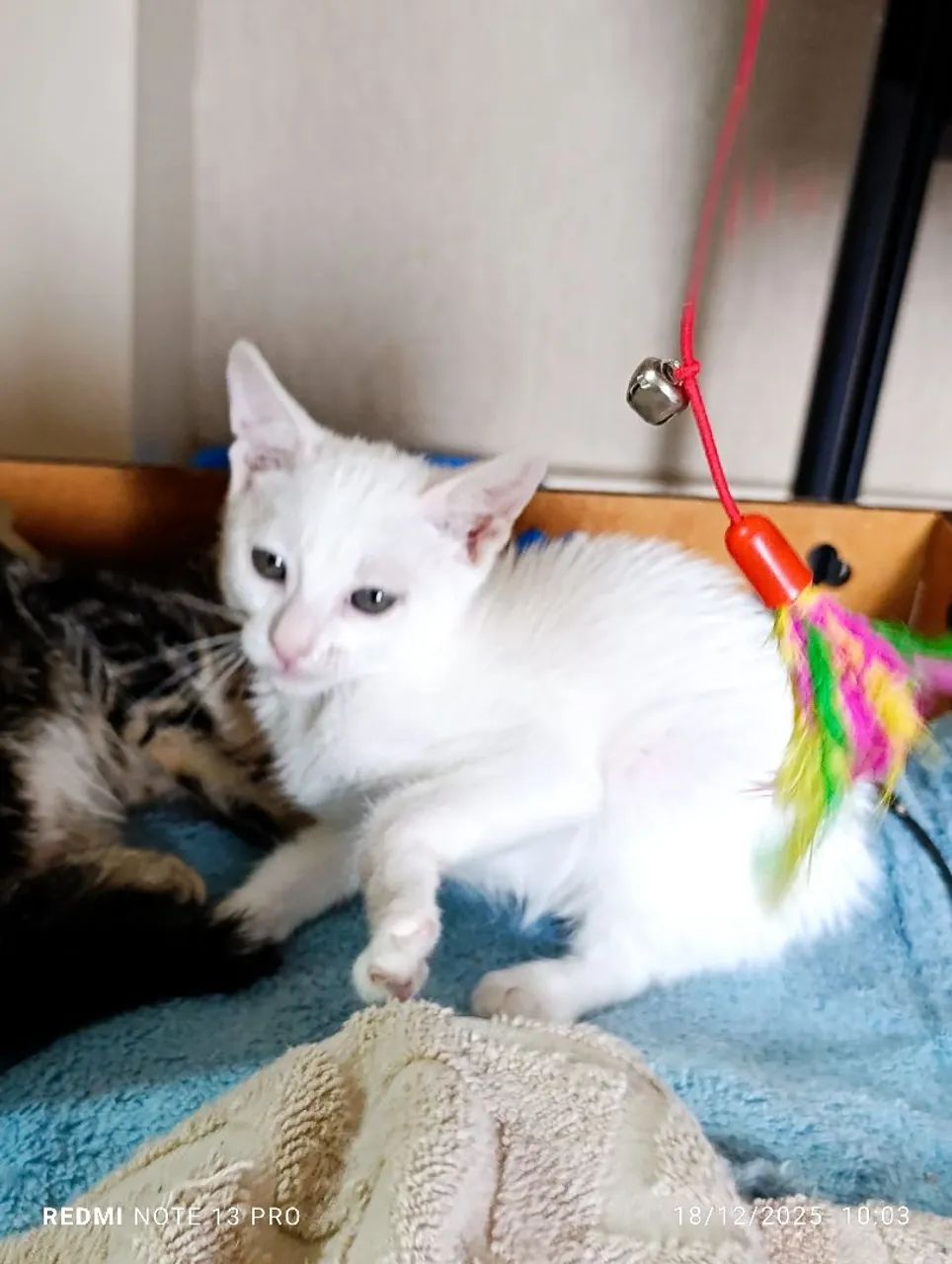 Gatinha filhote para adoção  - Foto 4