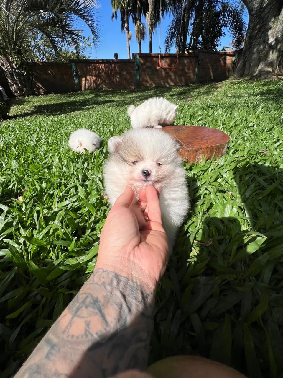 Filhote Spitz Alemão de altíssima qualidade  - Foto 2