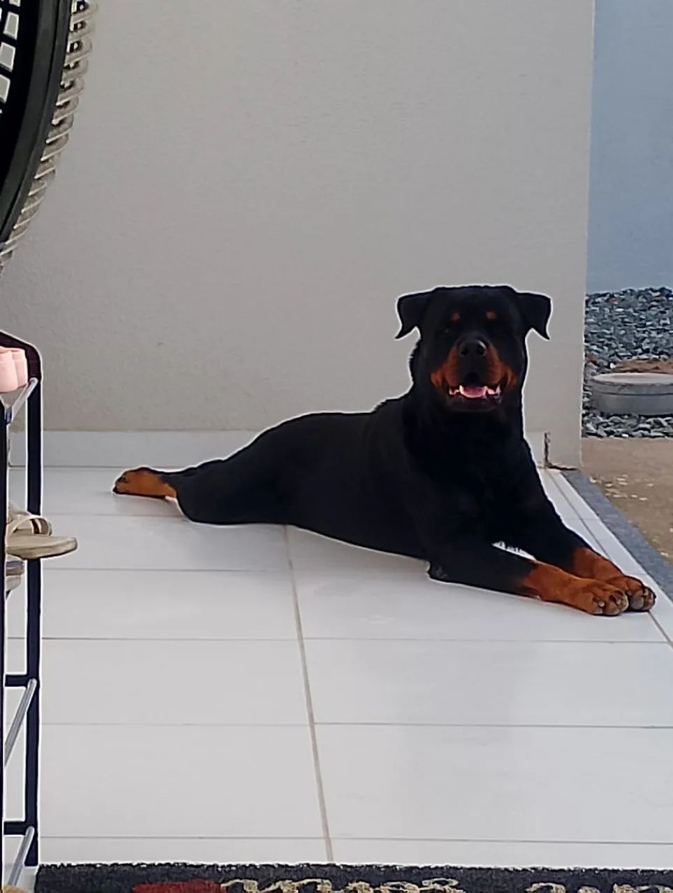 Rottweiler Max 